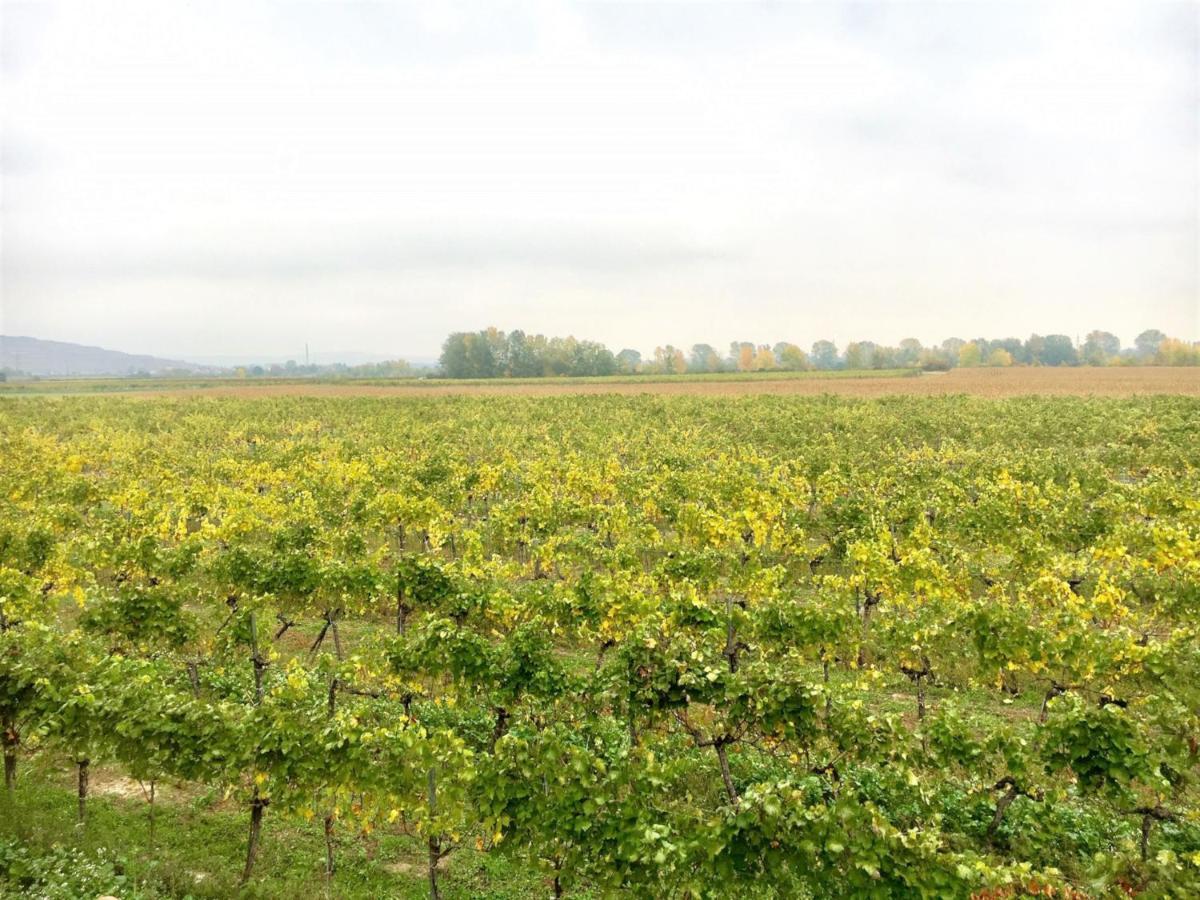 Готель Landhaus Weinblick Rohrendorf bei Krems Екстер'єр фото